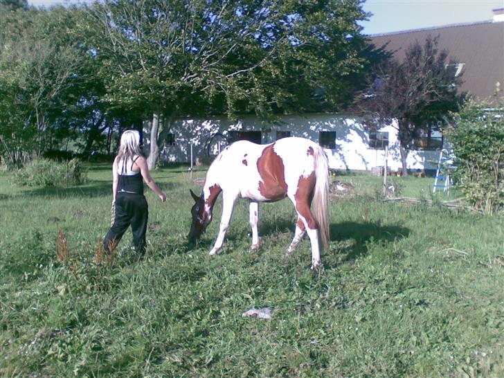 Pinto Dusty Dancer - så skal jeg væk fra det lækre græs øv bøv d:  billede 4