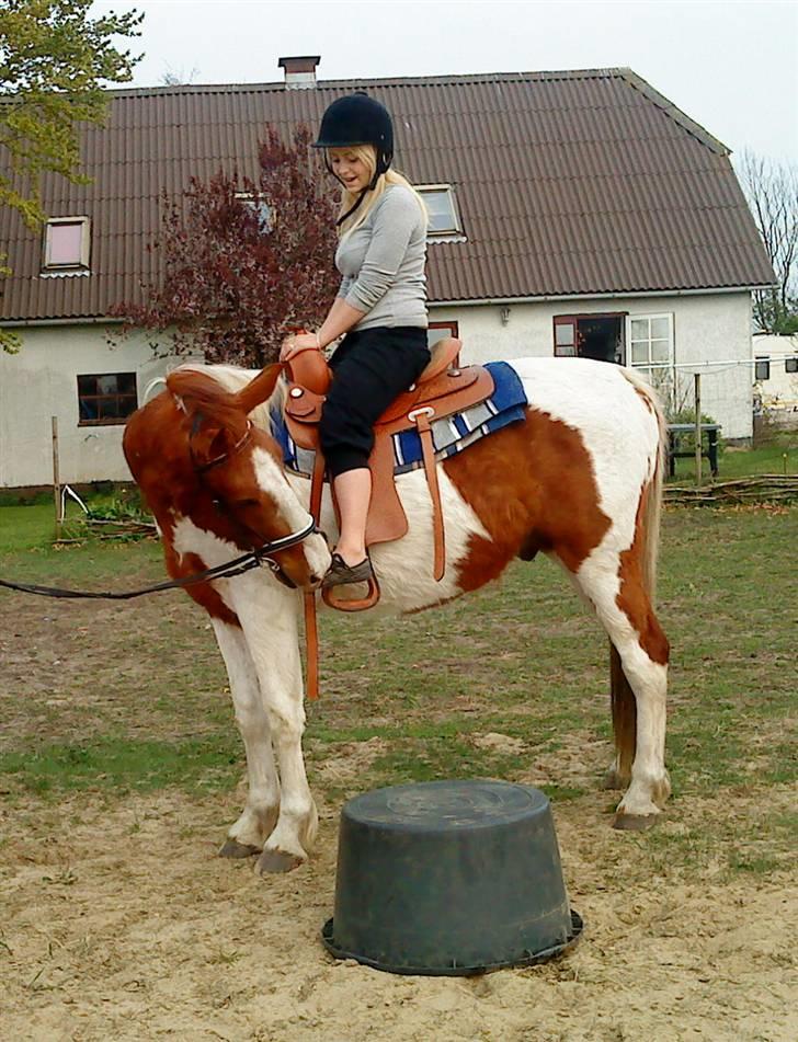 Pinto Dusty Dancer - Idag d. 26-04-2009 <3 billede 5
