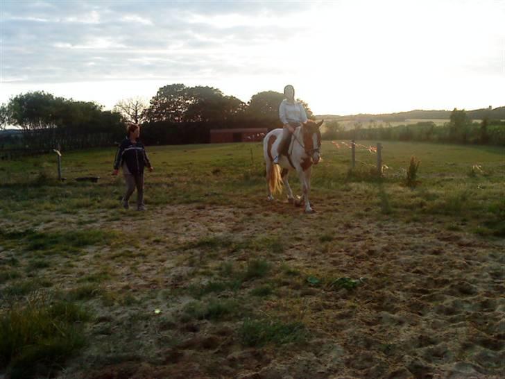 Pinto Dusty Dancer - nyt taget d. 15-07-2009 <3.  billede 6