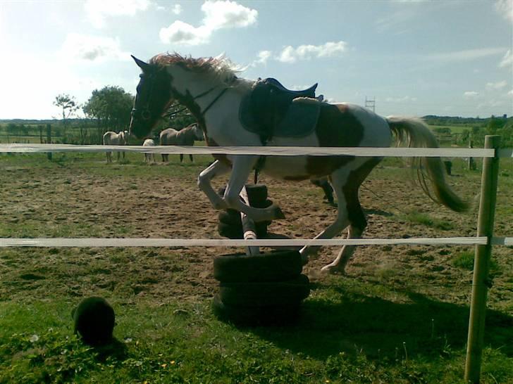 Pinto Dusty Dancer - d. 20-05-2009 <3 billede 7