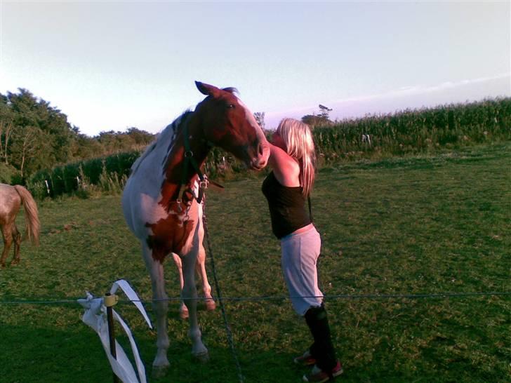 Pinto Dusty Dancer billede 8