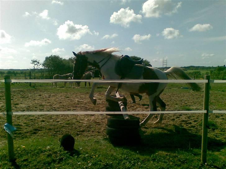 Pinto Dusty Dancer billede 9