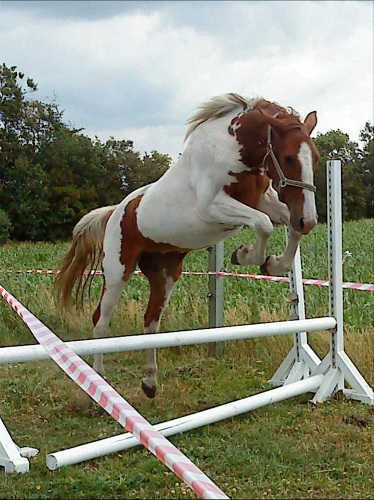 Pinto Dusty Dancer - Dusty bliver løssprunget . Taget D. 22-6-2009 billede 10