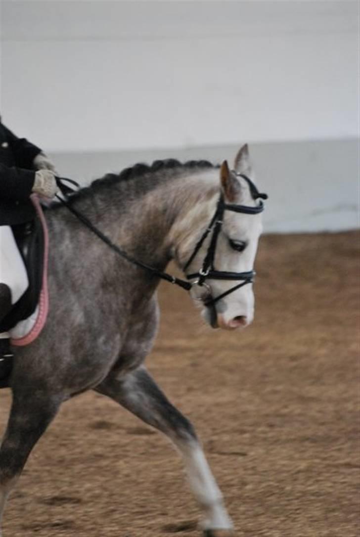 Anden særlig race Faithful´s Shakira B-pony - Koncentreret pony, så fantastisk!<´3 :´* Tak for billedet Ida :D<3 billede 5