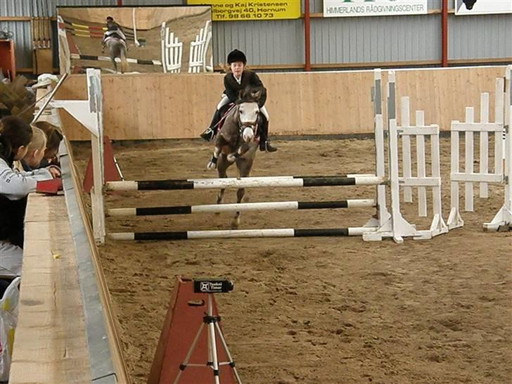 Anden særlig race Faithful´s Shakira B-pony - Springer  skævy :b billede 6