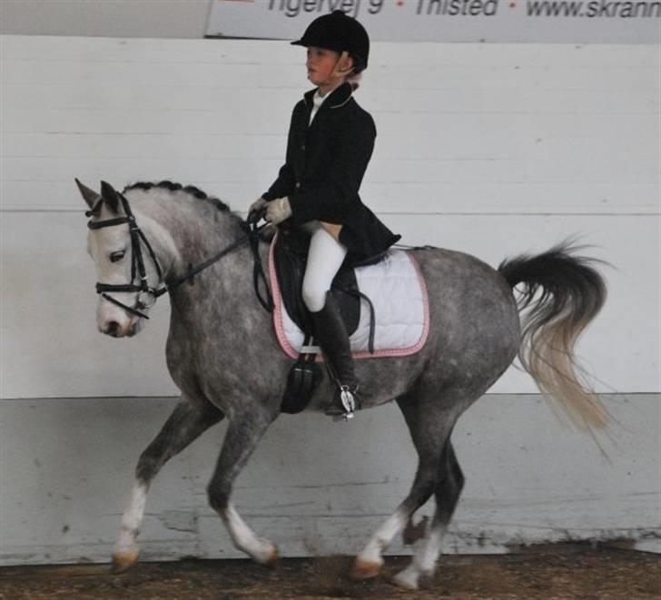 Anden særlig race Faithful´s Shakira B-pony - Galop, fantastiske powni <3 ILY!!!<3<3<3 Tak for billedet Ida :D<3 billede 8