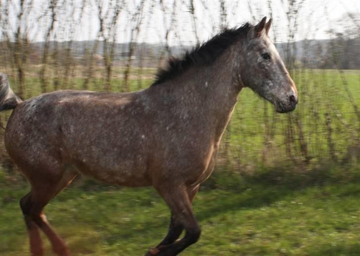 Knabstrupper 'Daisy - 9// Daisy i gallop på marken (: Foto: mig xD billede 9