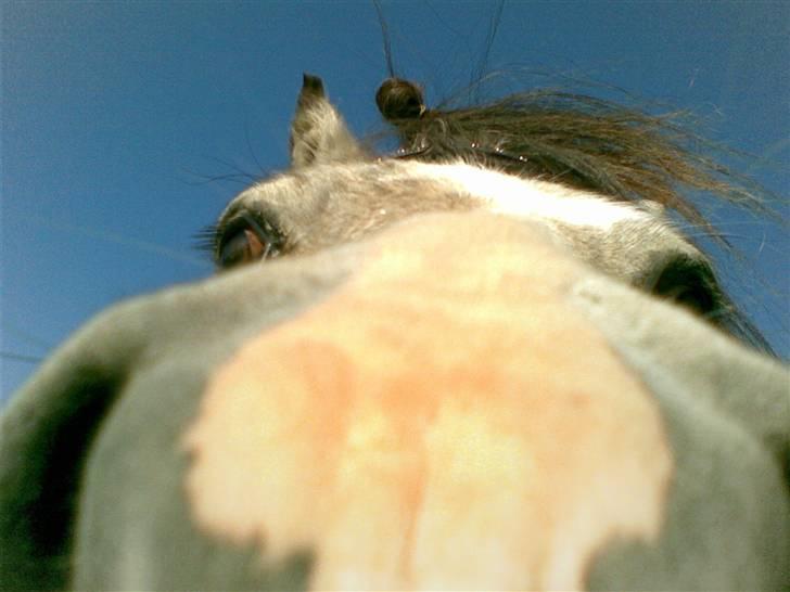 Anden særlig race Snebold  - Nurrh hvor ser du søød ud skat <3 Foto: Mig billede 9