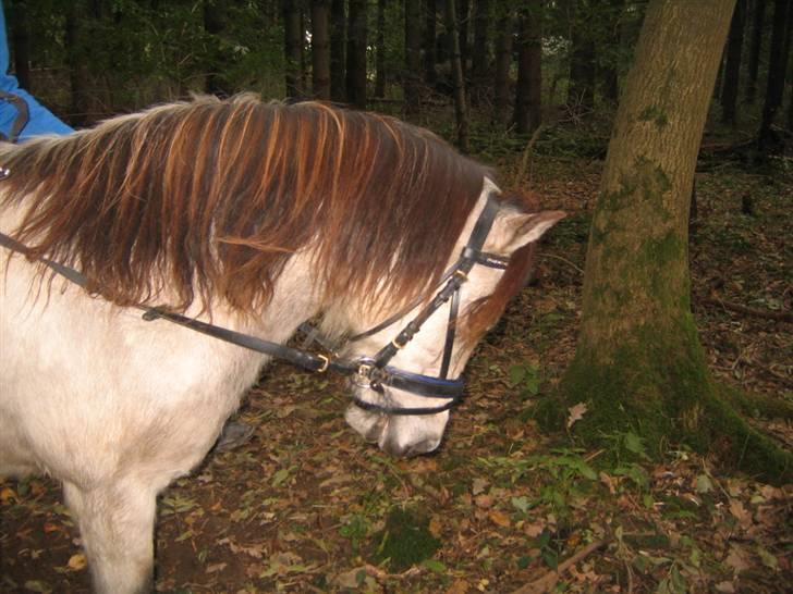 Anden særlig race Snebold  - Han er da søøød ikk ?? Jo da. Foto: Andrea billede 11