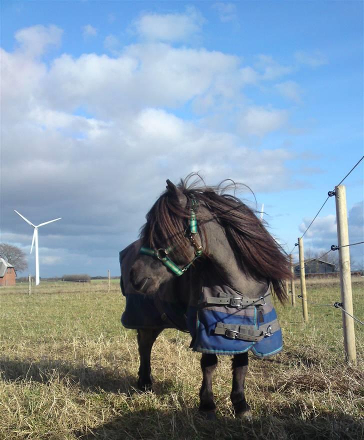 Miniature Elvis Olsen - halløj! er der damer derovre?? april 2010 billede 10