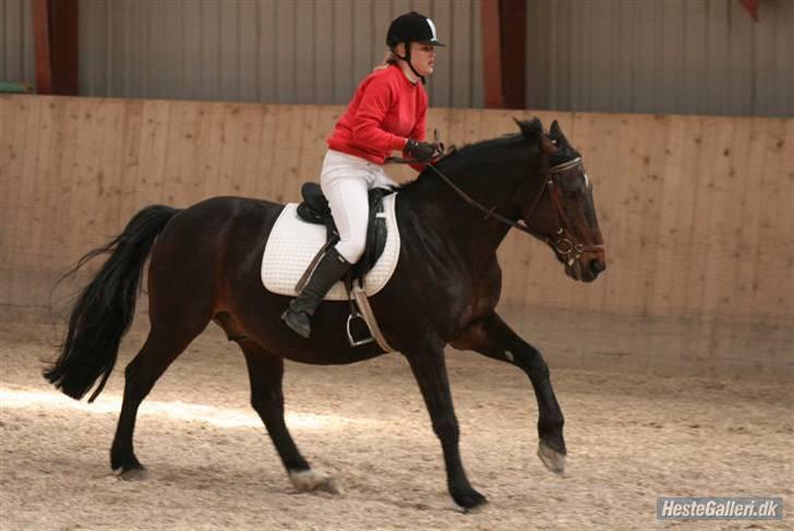 Oldenborg Rexido - Ponyleg vi skulle hurtigt hjem =D(Foto: Lærke Jønck) billede 12