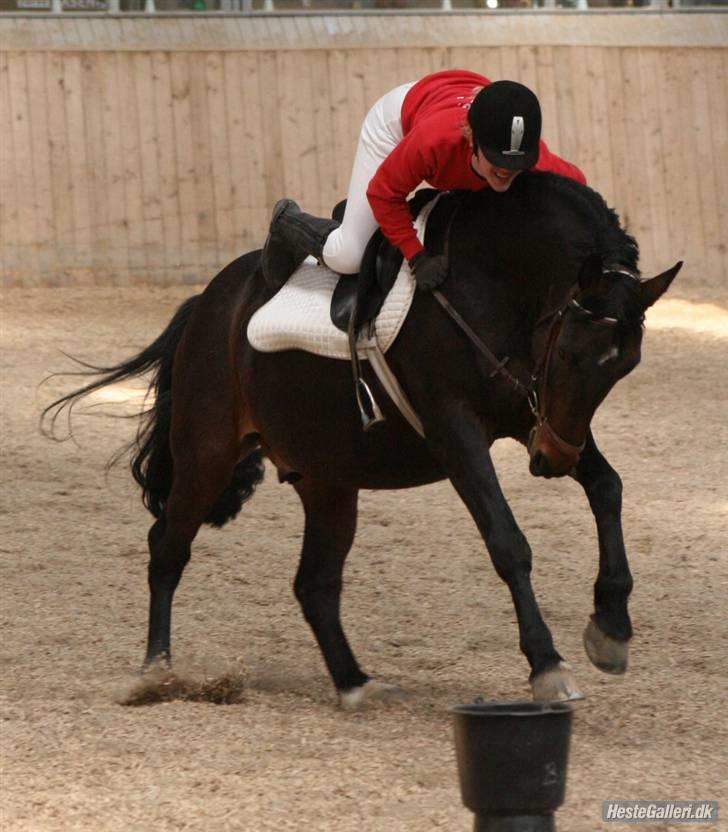 Oldenborg Rexido - Til bokstavleg  (Foto: Lærke Jønck) billede 13