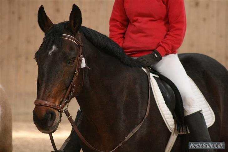 Oldenborg Rexido - Går bare rundt og venter (Foto: Lærke Jønck) billede 15
