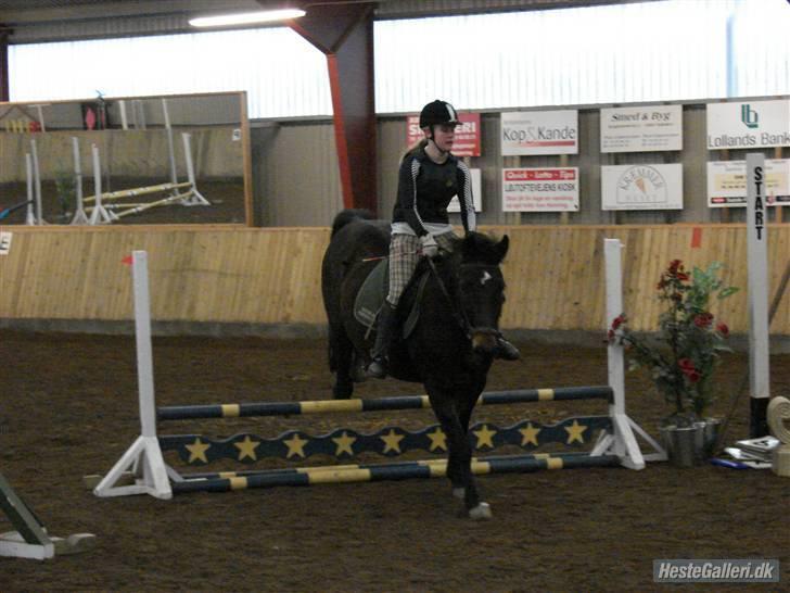 Oldenborg Rexido - Til springstævne. d. 18-01-2009 (Foto: Rie Rasmussen) billede 16