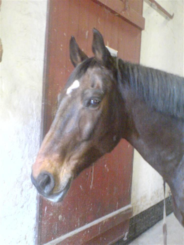 Oldenborg Rexido - Han står bare  og kigger lidt. (Foto: Mobil {mig}) billede 17