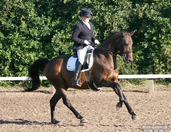 Dansk Varmblod Langagers Lorambo - bambus i Hjørring :) - fri galop! Foto: Michael billede 4