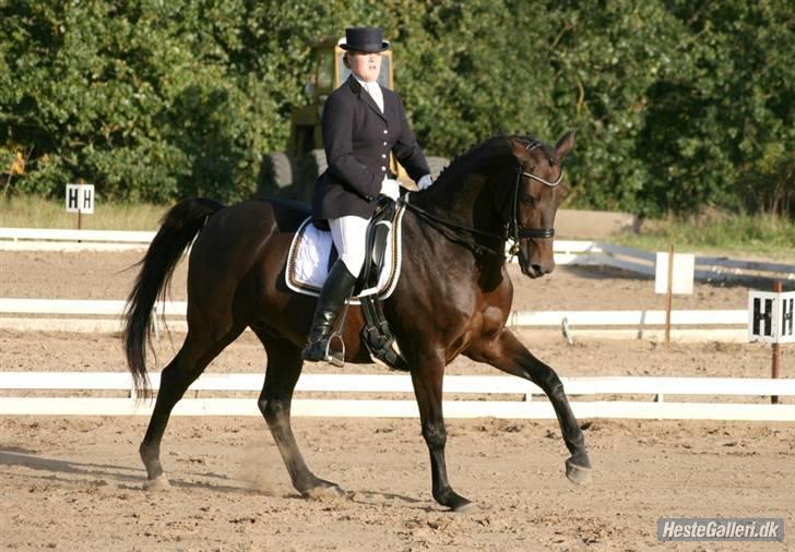 Dansk Varmblod Langagers Lorambo - kontragalop ;) Foto: Michael billede 6