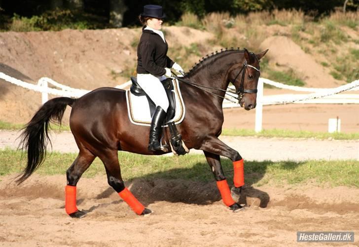 Dansk Varmblod Langagers Lorambo - galop (; Foto: Michael billede 7