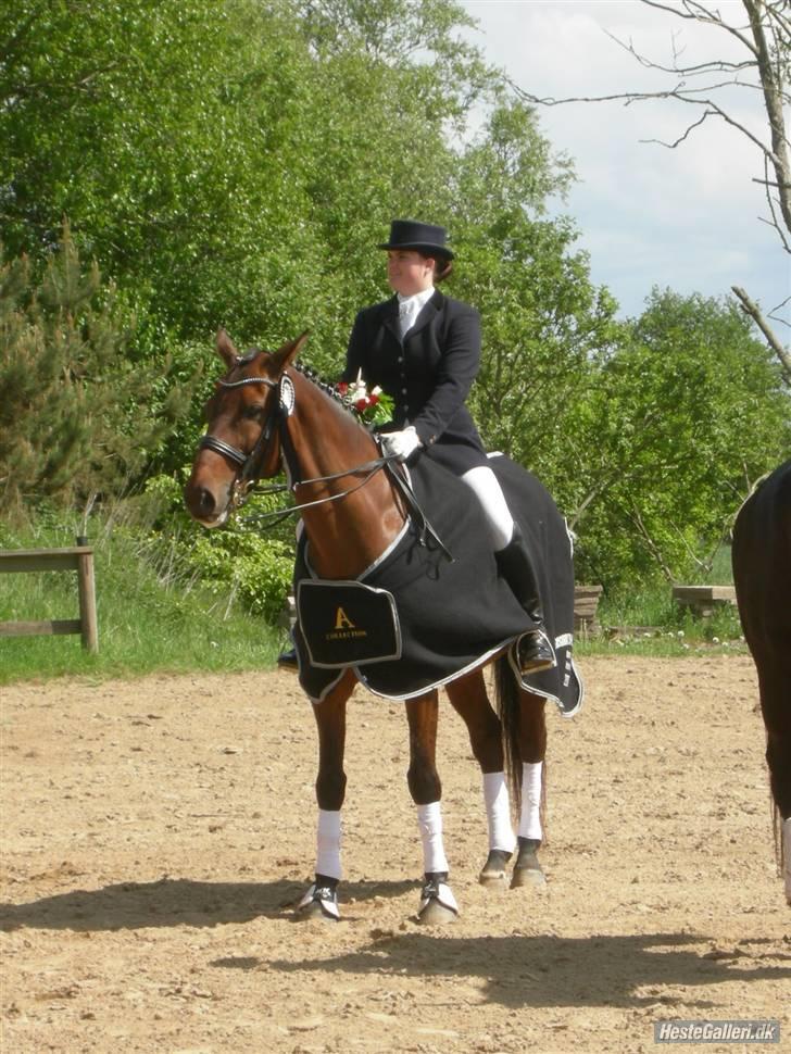 Dansk Varmblod Langagers Lorambo - Nordjysk mester 2008 billede 17