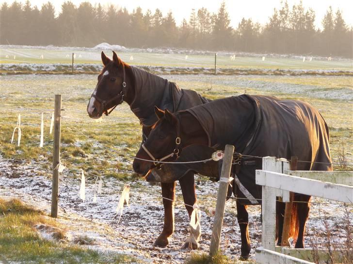 Dansk Varmblod Langagers Lorambo - Bambus og Sopran på fold ;) billede 18