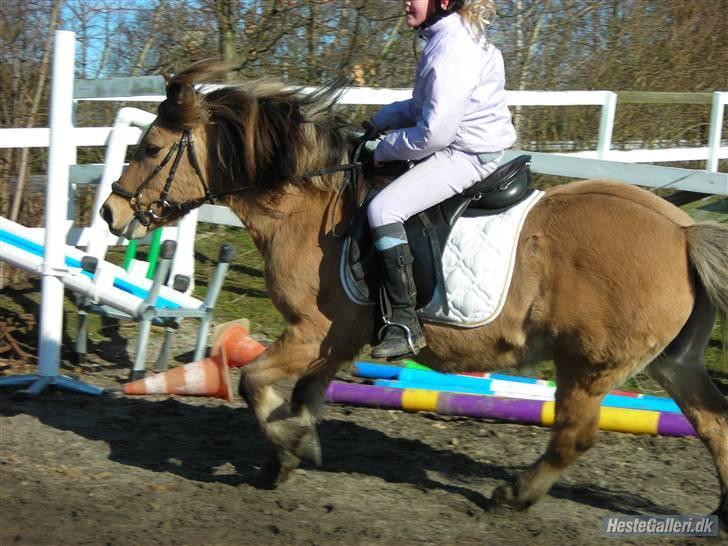 Anden særlig race Polle R.I.P ;´( - gallop billede 13