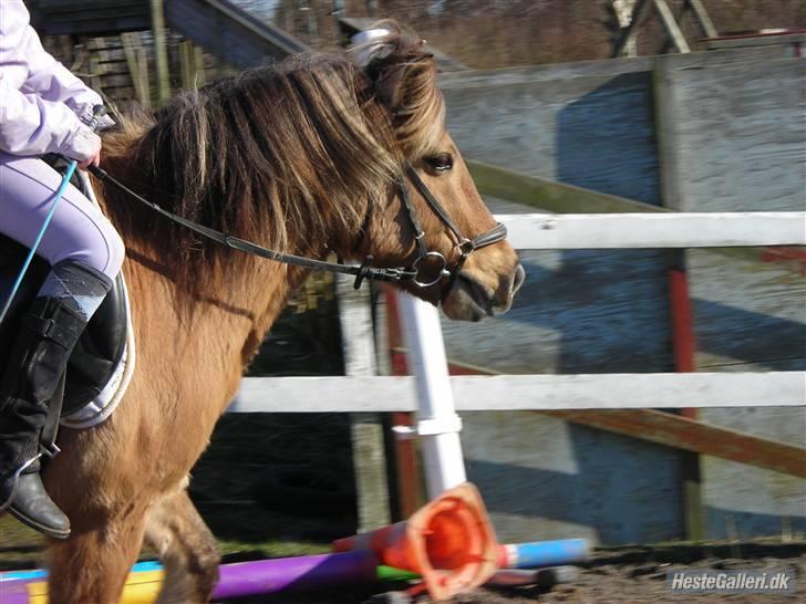 Anden særlig race Polle R.I.P ;´( - polles hoved billede 14