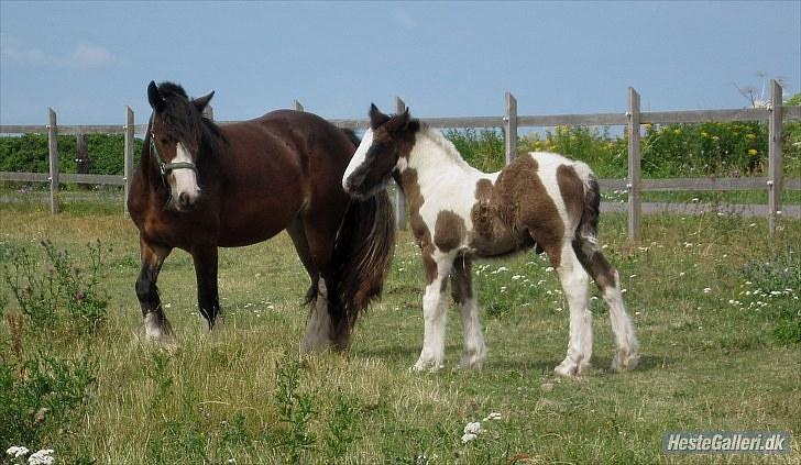 Irish Cob Bakkegårdens Blossom billede 12