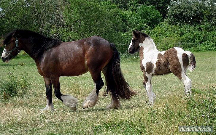 Irish Cob Bakkegårdens Blossom billede 14