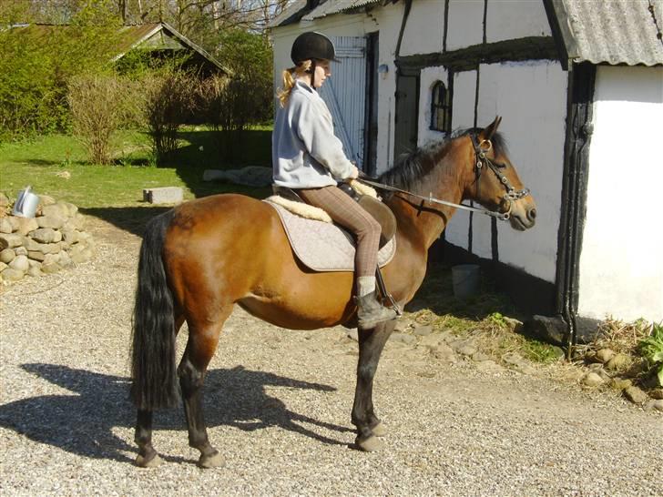 New Forest /Pinto   Celine -  Cille  - forår 08 . Mig og Cille ;) Foto: mor billede 3