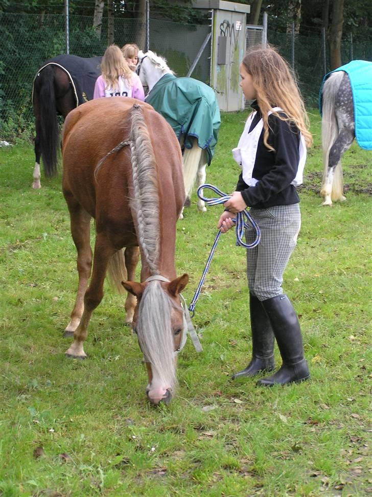 Welsh Mountain (sec A) Sabine - Bine og miig til storehestedag<33 Foto: Laura billede 15