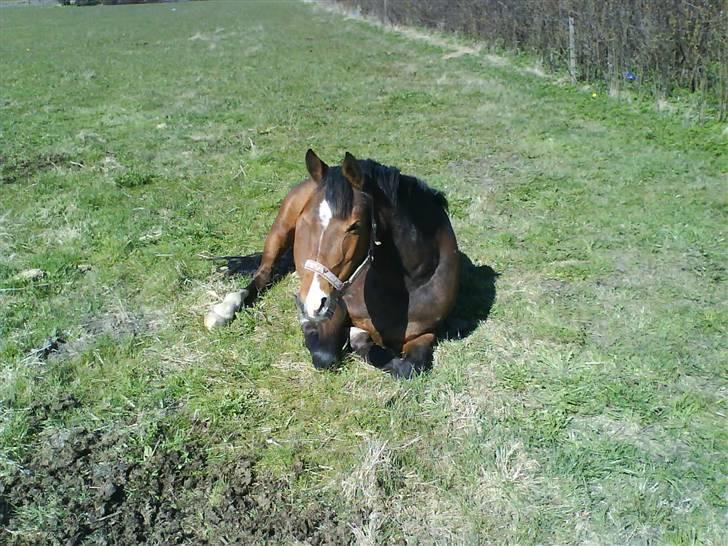 DSP Nørlunds Eliza (Solgt) - putte putte :) billede 10