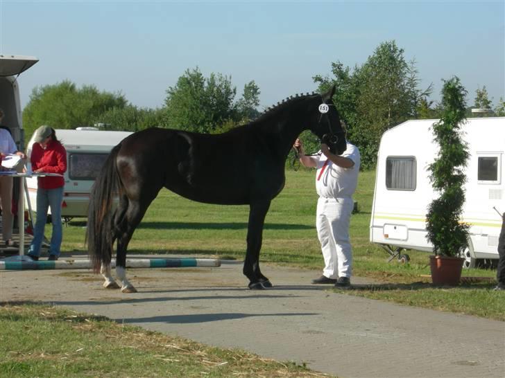 Dansk Varmblod Langagers Depardisa *rip* - kåring 2007 (: billede 1