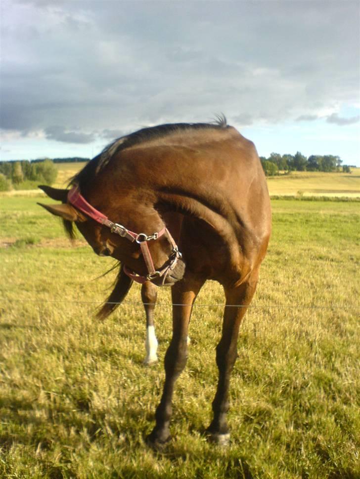 Anden særlig race Milton - Milton jager en flue på flugt =o) billede 20