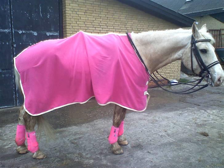 Anden særlig race Valdemar af Lillevang - Drag queen´en Candy, bedre kendt som Valde:) Efter enetime, dejlige lille hest. Foto: Mig billede 11