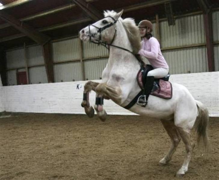 Anden særlig race Valdemar af Lillevang - Fra avisen igen, stejle stejle XD billede 13