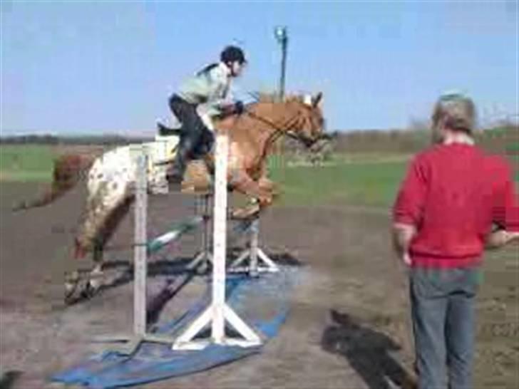 Appaloosa Pablo " solgt :(" billede 13