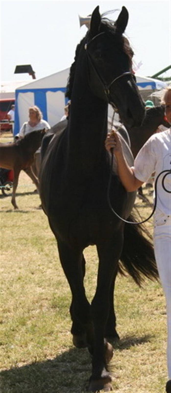 Frieser Teakjen B - SOLGT billede 1