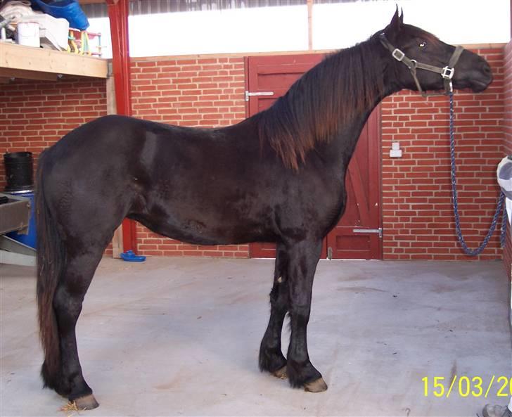 Frieser Teakjen B - SOLGT billede 5