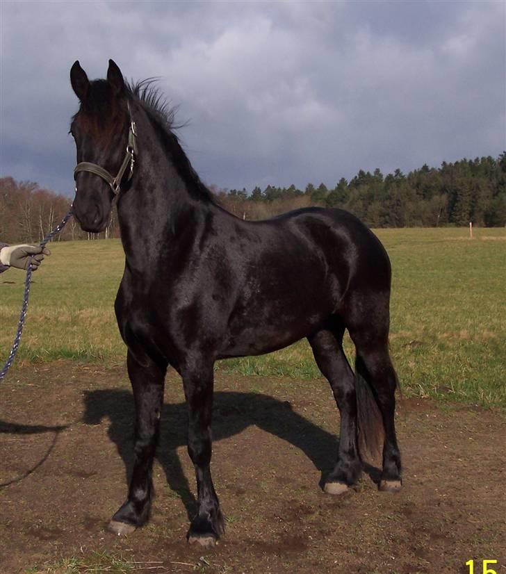 Frieser Teakjen B - SOLGT billede 6