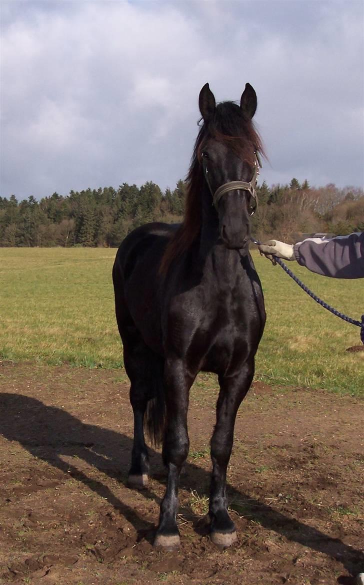 Frieser Teakjen B - SOLGT billede 7