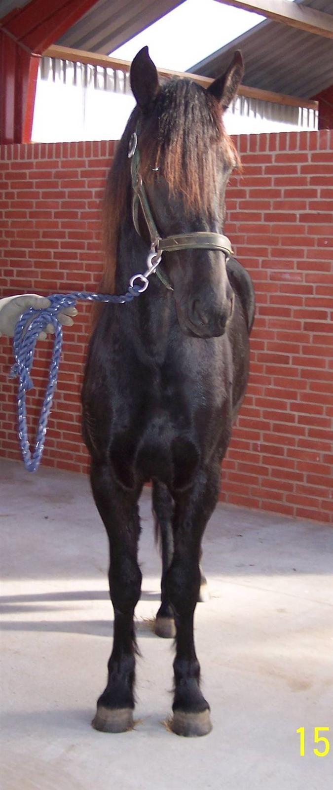 Frieser Teakjen B - SOLGT billede 10