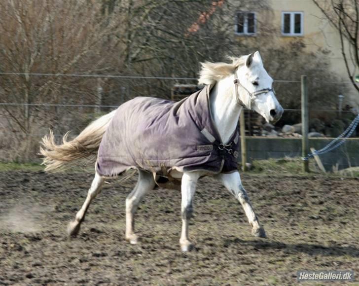 Welsh Pony af Cob-type (sec C) Filur - Racer pony! :b billede 13