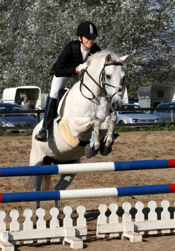 Welsh Pony af Cob-type (sec C) Filur - Spring LB fak billede 14