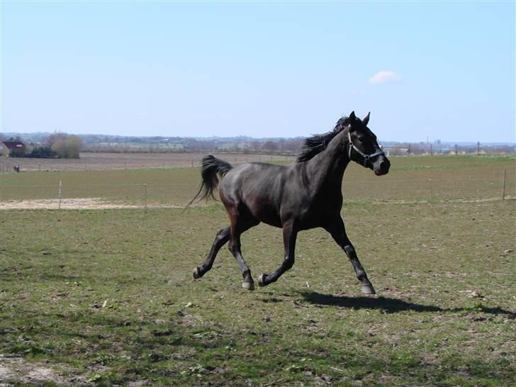 Oldenborg Okholms Makker  billede 1