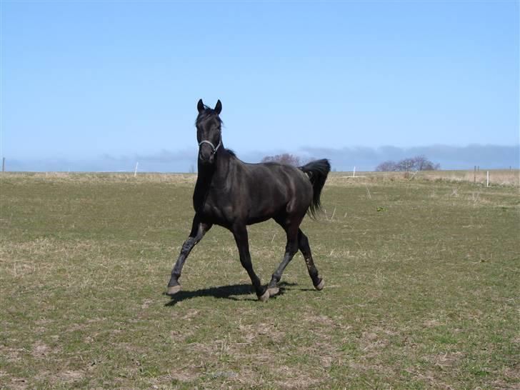 Oldenborg Okholms Makker  billede 2