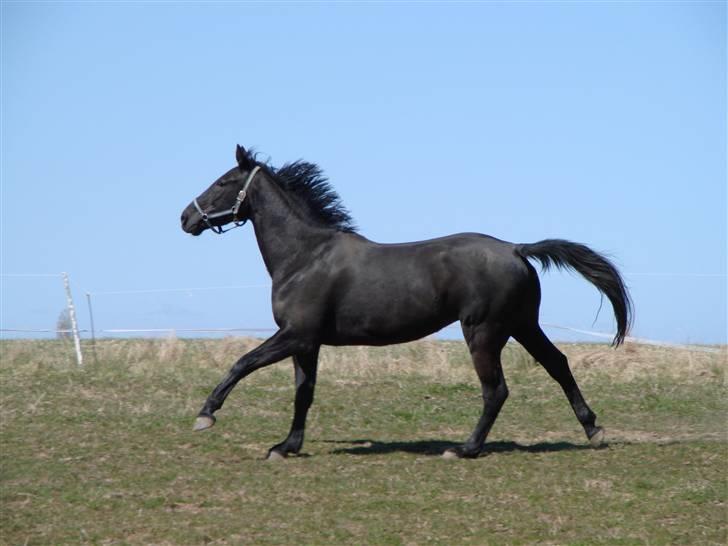 Oldenborg Okholms Makker  billede 3