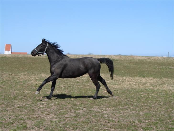 Oldenborg Okholms Makker  billede 4