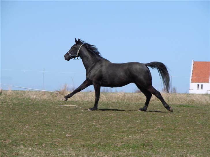 Oldenborg Okholms Makker  billede 5