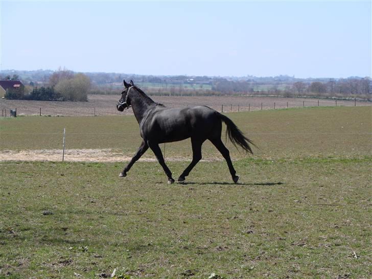 Oldenborg Okholms Makker  billede 6
