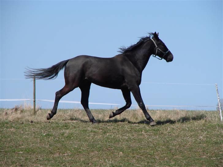 Oldenborg Okholms Makker  billede 7
